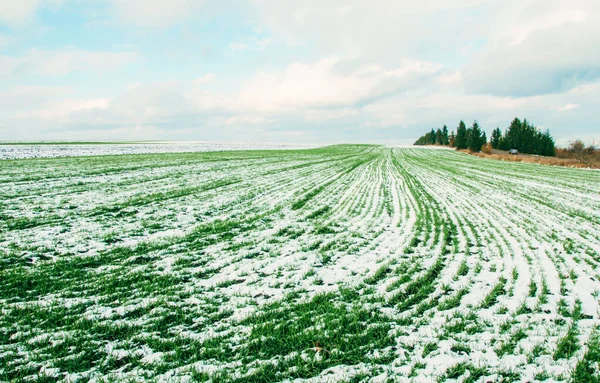 Agricultura Linhas Trigo Cobertas Neve Trigo Verde Sob Neve — Fotografia de Stock