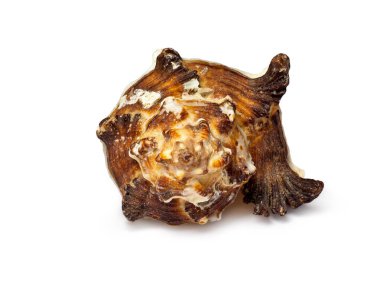 Güzel kıvrılmış kahverengi deniz kabuğu beyaz arka planda izole edilmiş. Yumuşak deniz kabuğu