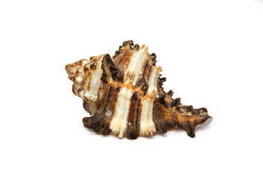 Güzel kıvrılmış deniz kabuğu, beyaz arka planda izole edilmiş yakın plan. Yumuşak deniz kabuğu