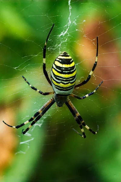 Primo Piano Grande Ragno Argiope Bruennichi Nella Sua Tela Sfondo — Foto Stock