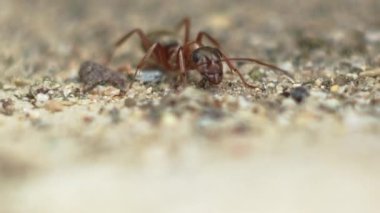 Saf kahverengi karınca yerde öylece duruyor. Yakın plan.