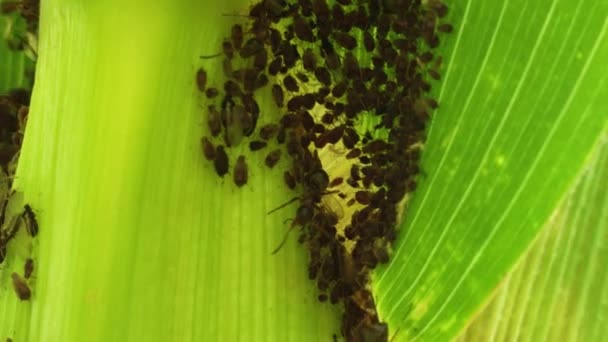 Hormigas Cultivando Áfidos Maíz — Vídeos de Stock