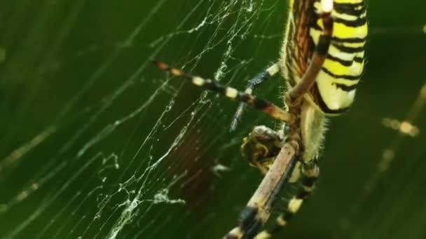 Argiope Brunnichi Mange Ses Proies Gros Plan Assis Sur Toile — Video