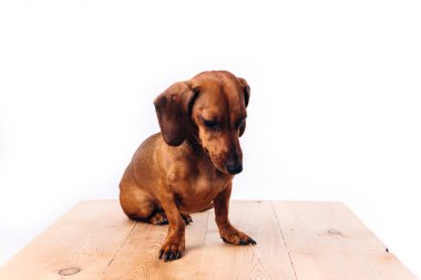 Saf köpek dachshund, parlak saçlı. Bir köpek ve bir arkadaş..