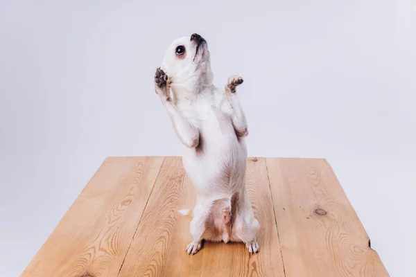 Pelatihan dan merawat anjing chihuahua pada latar belakang putih terisolasi. — Stok Foto