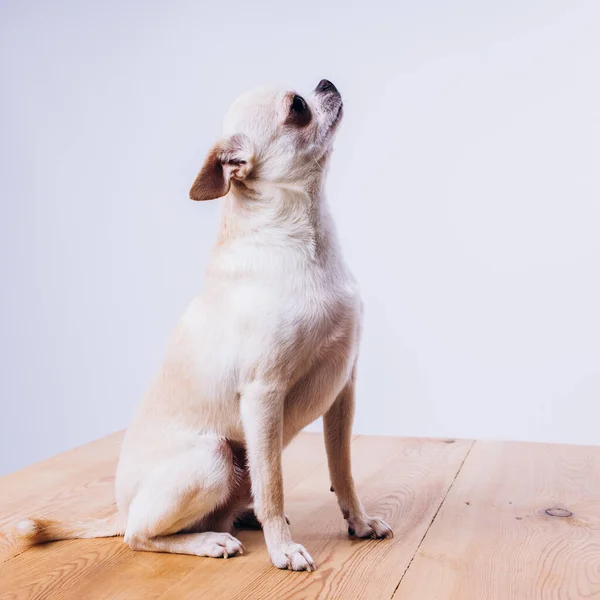 Divertente ritratto di un chihuahua. Un cane è amico dell'uomo. — Foto Stock