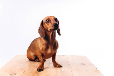Saf köpek dachshund, parlak saçlı. Bir köpek ve bir arkadaş..