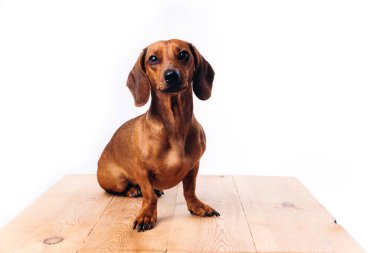 Saf köpek dachshund, parlak saçlı. Bir köpek ve bir arkadaş..