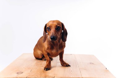 Saf köpek dachshund, parlak saçlı. Bir köpek ve bir arkadaş..