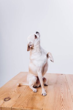 İzole edilmiş beyaz bir arka planda bir chihuahua köpeğine bakmak ve eğitmek..