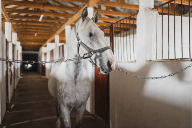 Ahırda beyaz at. Binicilik sporları eğitimi.