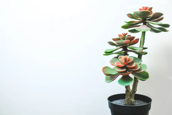 Planta suculenta en el interior sobre un fondo blanco para diseño y carteles. — Foto de Stock