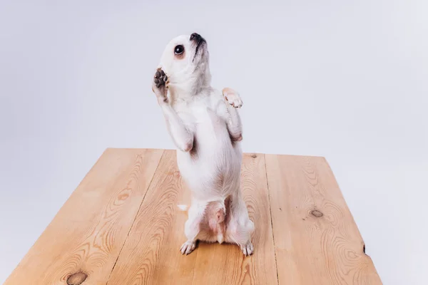 Addestramento e cura di un cane chihuahua su uno sfondo bianco isolato. — Foto Stock