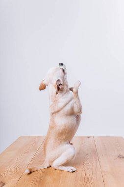 İzole edilmiş beyaz bir arka planda bir chihuahua köpeğine bakmak ve eğitmek..