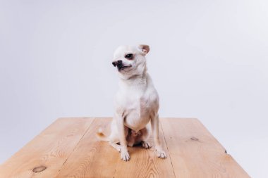 İzole edilmiş beyaz bir arka planda bir chihuahua köpeğine bakmak ve eğitmek..