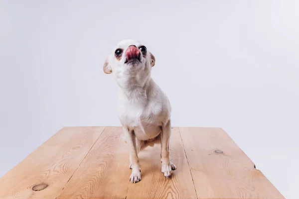 Addestramento e cura di un cane chihuahua su uno sfondo bianco isolato. — Foto Stock
