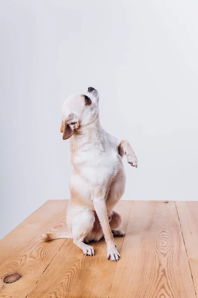 Addestramento e cura di un cane chihuahua su uno sfondo bianco isolato. — Foto Stock