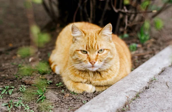 一只院子里的生姜猫躺在灌木丛中 看着摄像机 一只宠物 — 图库照片