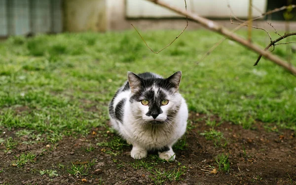 院子里的猫坐在草地上的灌木丛下 — 图库照片