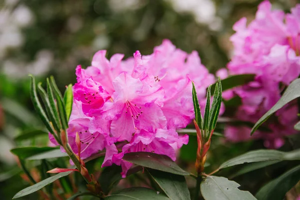 Pink flowers and buds of rhododendron outdoors in the Park in Sunny weather, closeup and blurred background