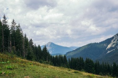 Ukrayna 'nın Karpat Dağları' ndaki Yeşil Orman. Evergreen ormanı ya da dağın tepelerindeki vadilerdeki kozalaklı ağaçlar