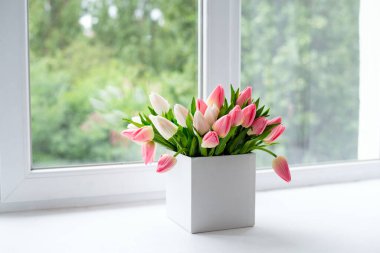 Kare beyaz vazo ve pencere kenarında çiçek laleleri. Boşluğu kopyala.