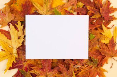 Sonbahar arka planında yaprakları dökülmüş beyaz bir kart. maketleme.