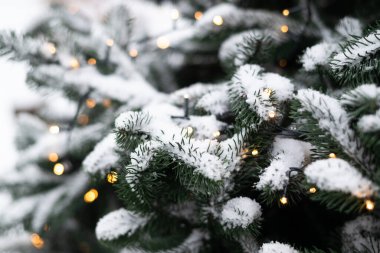 Sıcak Bokeh Noel ışıklarıyla karlı ve yemyeşil dallar neşeli, büyülü bir kış tatili ortamı yaratır.