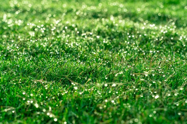 Beautiful Lawn Green Grass Stunning Drops Dew Shimmering Bokeh Transparent — Stock Photo, Image