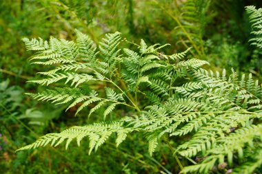 Yoğun eğrelti otları yakın plan. Eğreltiotu dolu güzel bir arka plan. Ağaçlar arasındaki zengin yeşilliğin manzarası. Kaotik yabani eğrelti otlarıyla dolu. Bereketli eğreltiotu yapraklarının canlı yeşil dokusu