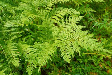 Yoğun eğrelti otları yakın plan. Eğreltiotu dolu güzel bir arka plan. Ağaçlar arasındaki zengin yeşilliğin manzarası. Kaotik yabani eğrelti otlarıyla dolu. Bereketli eğreltiotu yapraklarının canlı yeşil dokusu