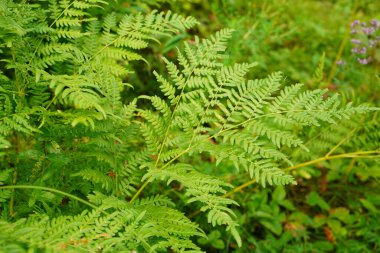 Yeşile git. Yazın büyüyen yeşil eğreltiotu ağacı. Yeşil yapraklı eğreltiotu. Yeşil, baharın ve umudun rengidir. Doku arkaplanı. Vahşi doğa ormanları.