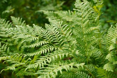 Yoğun eğrelti otları yakın plan. Eğreltiotu dolu güzel bir arka plan. Ağaçlar arasındaki zengin yeşilliğin manzarası. Kaotik yabani eğrelti otlarıyla dolu. Bereketli eğreltiotu yapraklarının canlı yeşil dokusu