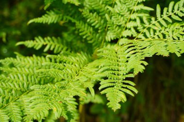 Yeşile git. Yazın büyüyen yeşil eğreltiotu ağacı. Yeşil yapraklı eğreltiotu. Yeşil, baharın ve umudun rengidir. Doku arkaplanı. Vahşi doğa ormanları.