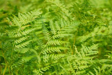 Yoğun eğrelti otları yakın plan. Eğreltiotu dolu güzel bir arka plan. Ağaçlar arasındaki zengin yeşilliğin manzarası. Kaotik yabani eğrelti otlarıyla dolu. Bereketli eğreltiotu yapraklarının canlı yeşil dokusu