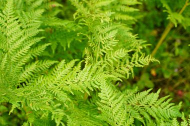 Sığ alan derinliğine sahip egzotik tropikal eğreltiotları. Yeşil eğreltiotu yaprakları bulanık yeşil arka planda. Seçici odak.