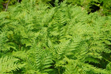 Yeşile git. Yazın büyüyen yeşil eğreltiotu ağacı. Yeşil yapraklı eğreltiotu. Yeşil, baharın ve umudun rengidir. Doku arkaplanı. Vahşi doğa ormanları.