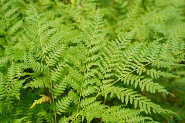 Yoğun eğrelti otları yakın plan. Eğreltiotu dolu güzel bir arka plan. Ağaçlar arasındaki zengin yeşilliğin manzarası. Kaotik yabani eğrelti otlarıyla dolu. Bereketli eğreltiotu yapraklarının canlı yeşil dokusu