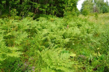 Yeşile git. Yazın büyüyen yeşil eğreltiotu ağacı. Yeşil yapraklı eğreltiotu. Yeşil, baharın ve umudun rengidir. Doku arkaplanı. Vahşi doğa ormanları.