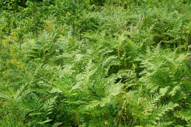 Sığ alan derinliğine sahip egzotik tropikal eğreltiotları. Yeşil eğreltiotu yaprakları bulanık yeşil arka planda. Seçici odak.