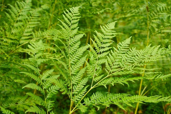Yeşile git. Yazın büyüyen yeşil eğreltiotu ağacı. Yeşil yapraklı eğreltiotu. Yeşil, baharın ve umudun rengidir. Doku arkaplanı. Vahşi doğa ormanları.