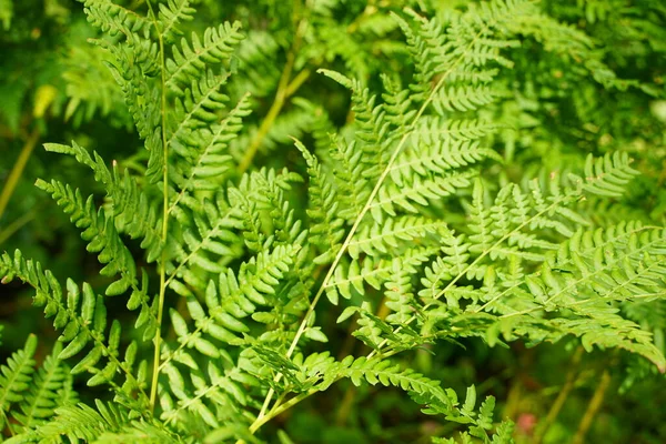 Vai Verde Samambaia Verde Crescendo Verão Samambaia Com Folhas Verdes — Fotografia de Stock