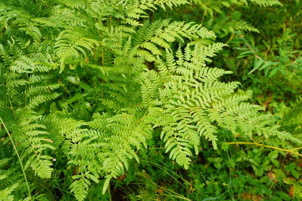 Yoğun eğrelti otları yakın plan. Eğreltiotu dolu güzel bir arka plan. Ağaçlar arasındaki zengin yeşilliğin manzarası. Kaotik yabani eğrelti otlarıyla dolu. Bereketli eğreltiotu yapraklarının canlı yeşil dokusu