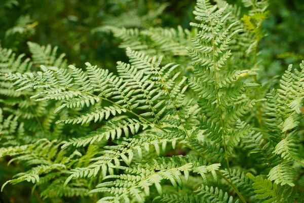 Yoğun eğrelti otları yakın plan. Eğreltiotu dolu güzel bir arka plan. Ağaçlar arasındaki zengin yeşilliğin manzarası. Kaotik yabani eğrelti otlarıyla dolu. Bereketli eğreltiotu yapraklarının canlı yeşil dokusu