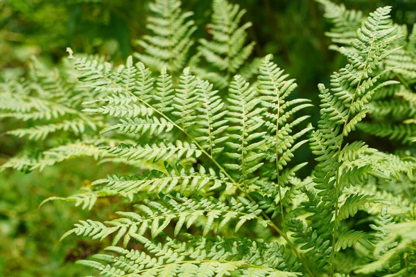 Helechos Tropicales Exóticos Con Poca Profundidad Campo Hojas Helecho Verde — Foto de Stock