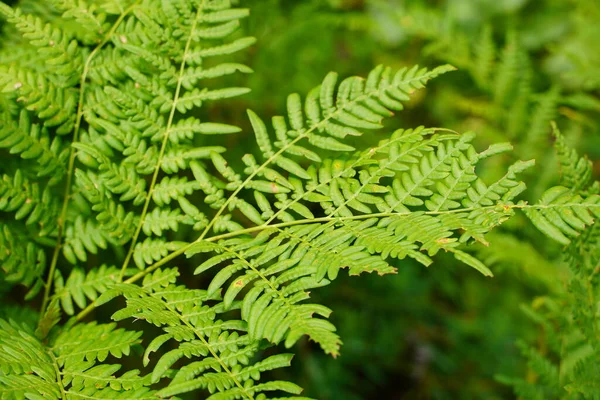 Yeşile git. Yazın büyüyen yeşil eğreltiotu ağacı. Yeşil yapraklı eğreltiotu. Yeşil, baharın ve umudun rengidir. Doku arkaplanı. Vahşi doğa ormanları.