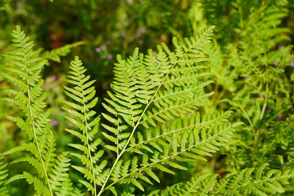 Yeşile git. Yazın büyüyen yeşil eğreltiotu ağacı. Yeşil yapraklı eğreltiotu. Yeşil, baharın ve umudun rengidir. Doku arkaplanı. Vahşi doğa ormanları.