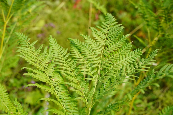 Sığ alan derinliğine sahip egzotik tropikal eğreltiotları. Yeşil eğreltiotu yaprakları bulanık yeşil arka planda. Seçici odak.