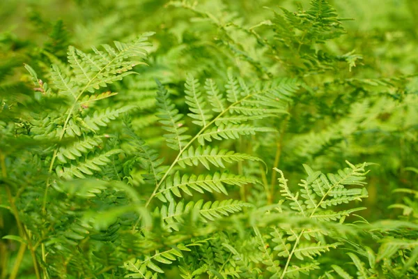 Yoğun eğrelti otları yakın plan. Eğreltiotu dolu güzel bir arka plan. Ağaçlar arasındaki zengin yeşilliğin manzarası. Kaotik yabani eğrelti otlarıyla dolu. Bereketli eğreltiotu yapraklarının canlı yeşil dokusu