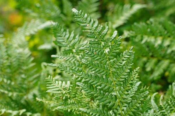 Yeşile git. Yazın büyüyen yeşil eğreltiotu ağacı. Yeşil yapraklı eğreltiotu. Yeşil, baharın ve umudun rengidir. Doku arkaplanı. Vahşi doğa ormanları.